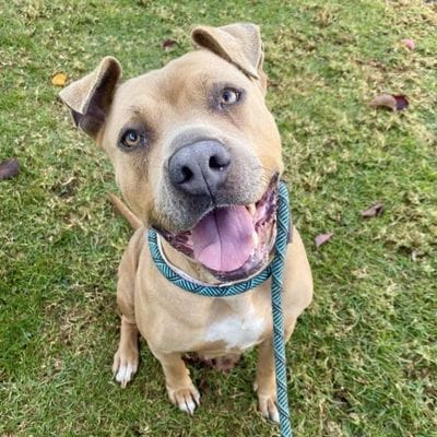 A good brown dog sits happily.