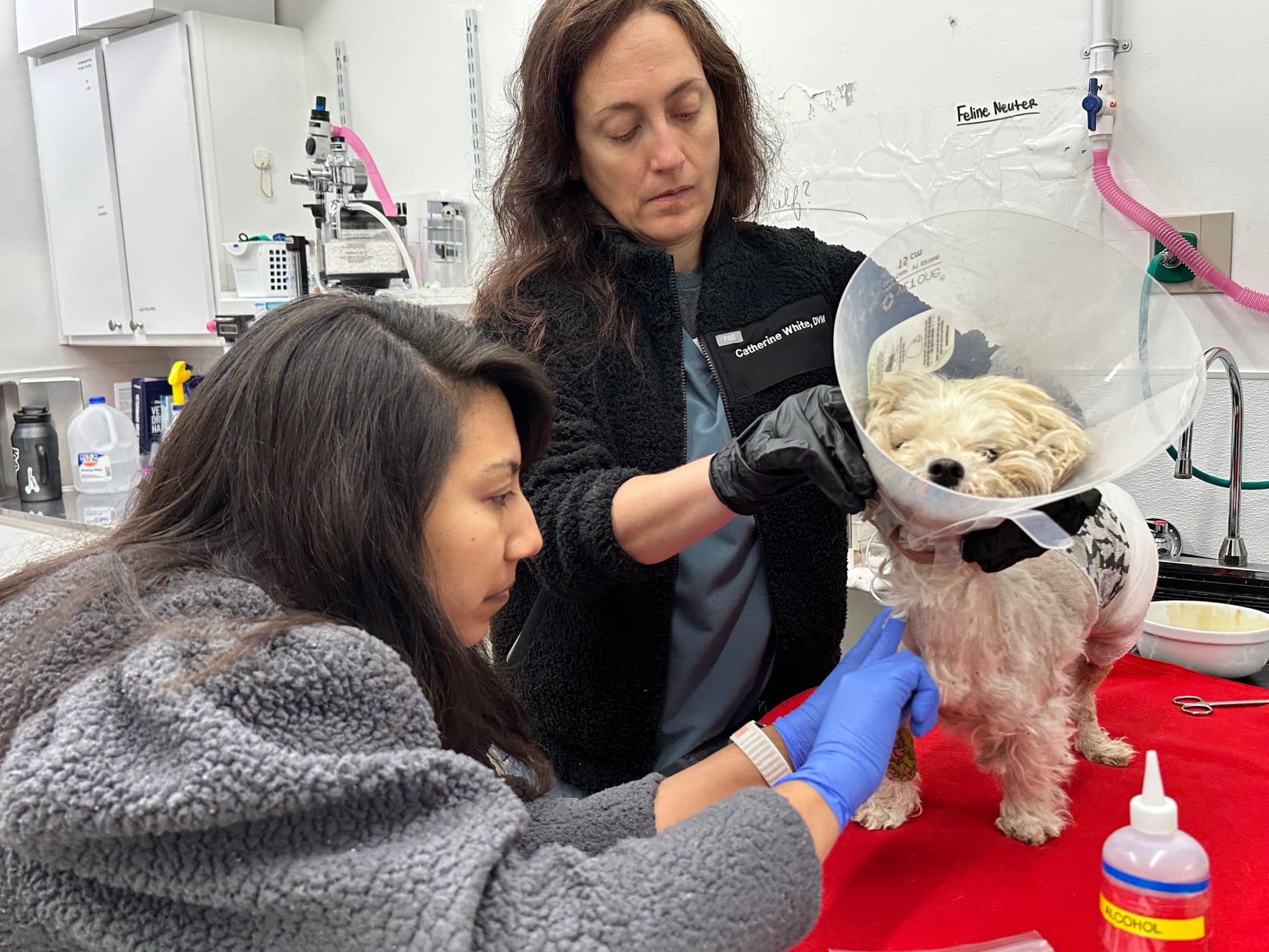 Two people attend to a small white dog wearing a cone around its neck.