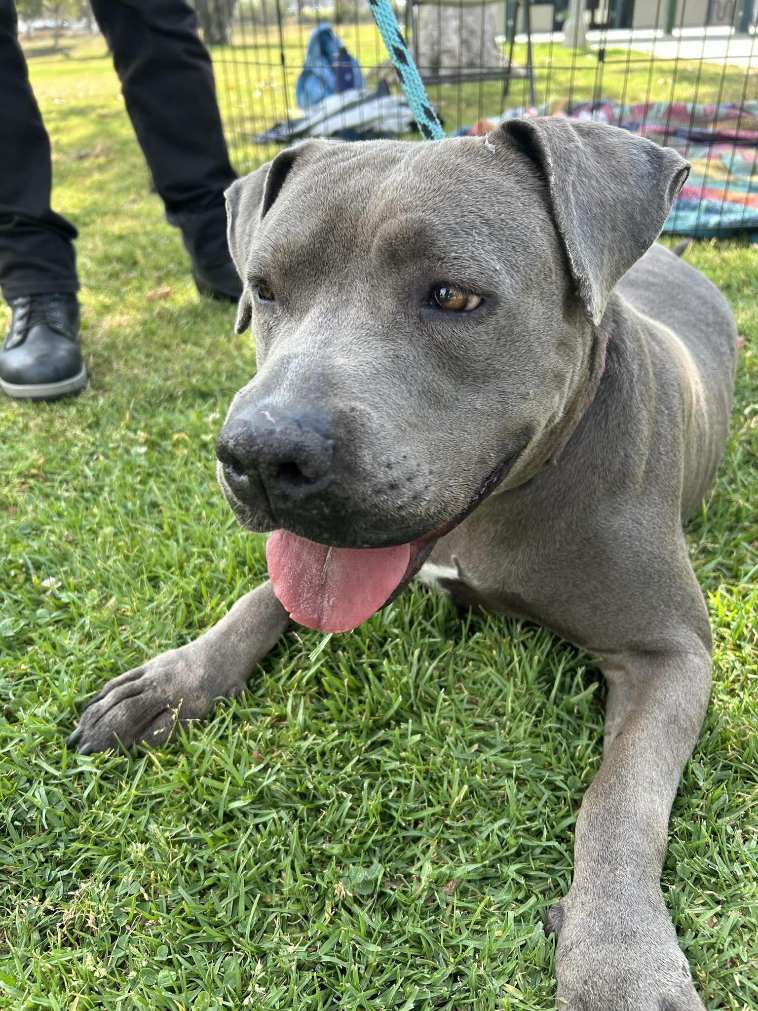 A good gray dog rests on the grass.