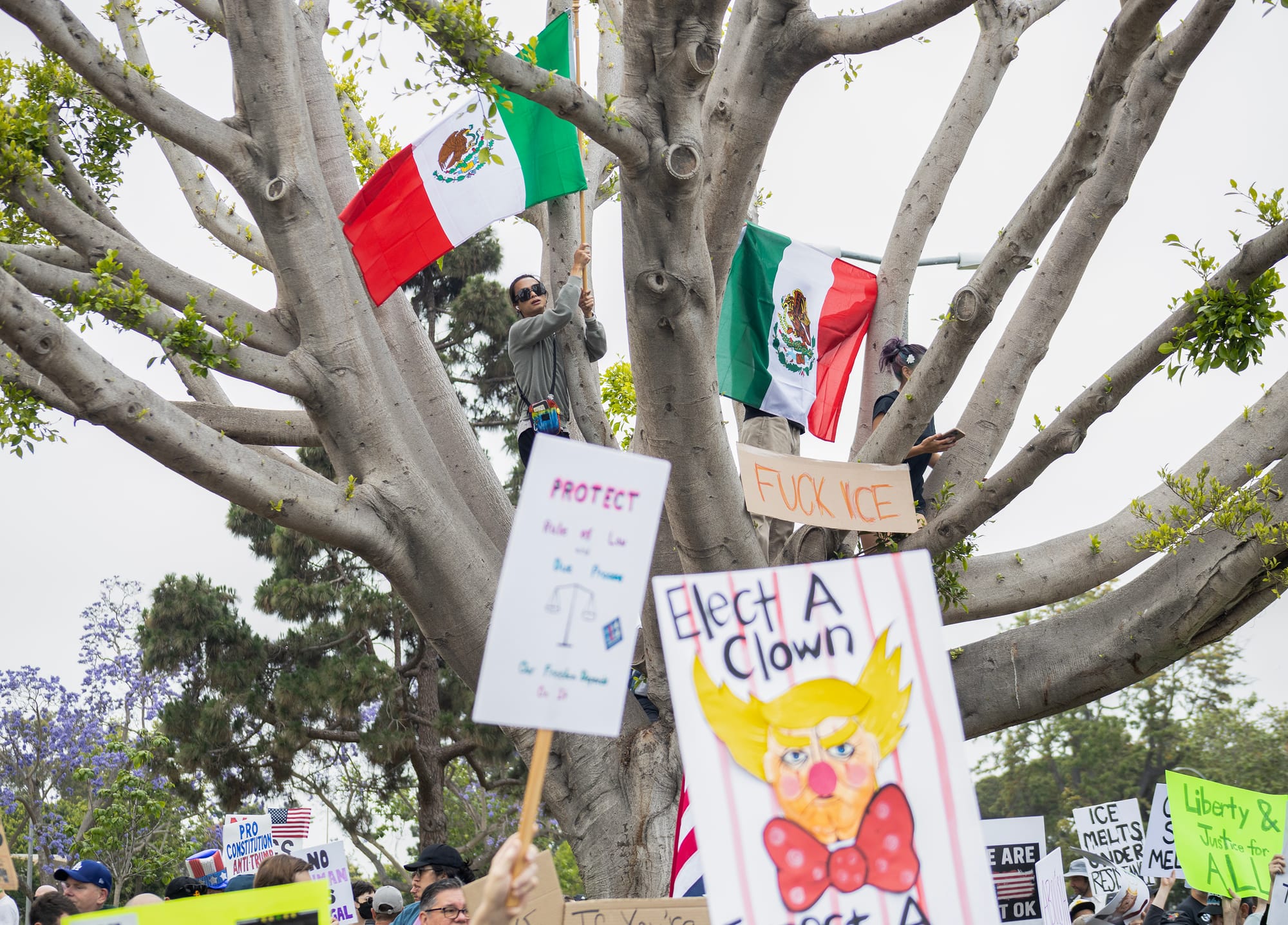 A woman holds a Mexican flag while perched in a tree.