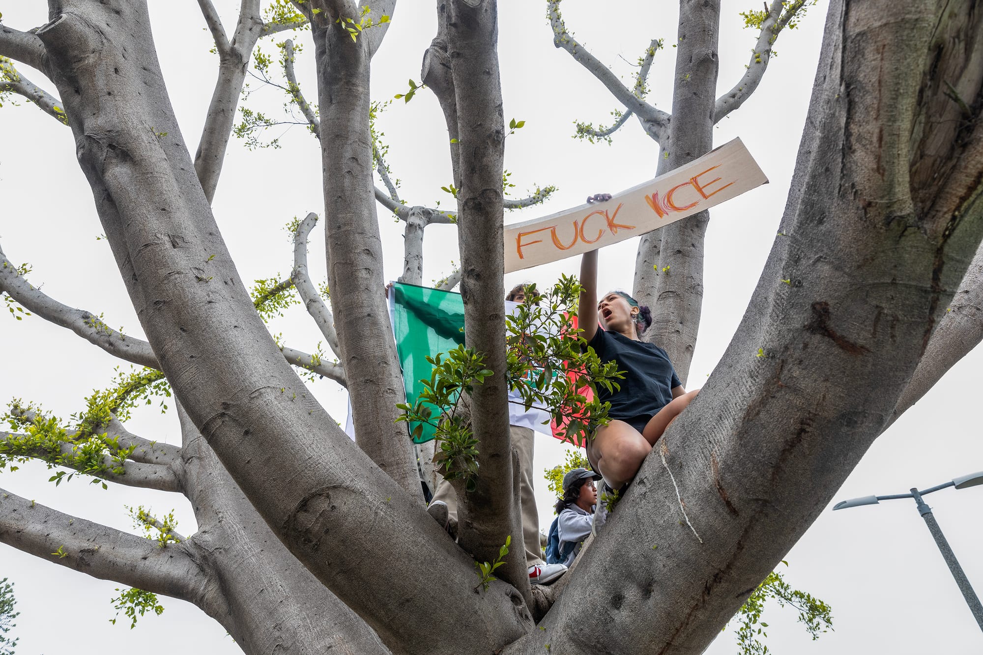 A woman is perched in a tree holding a sign saying "Fuck ICE."