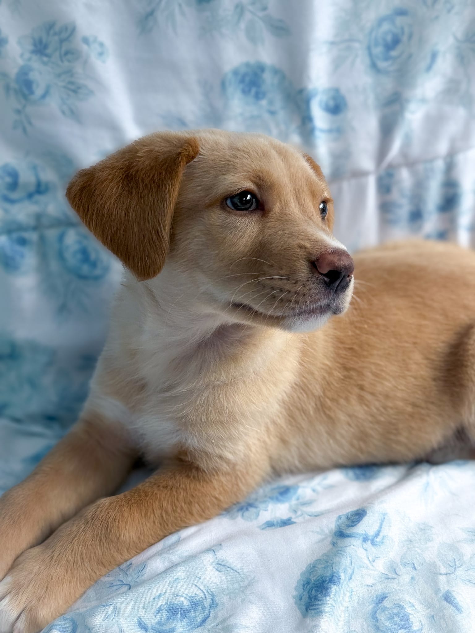 A really cute puppy.