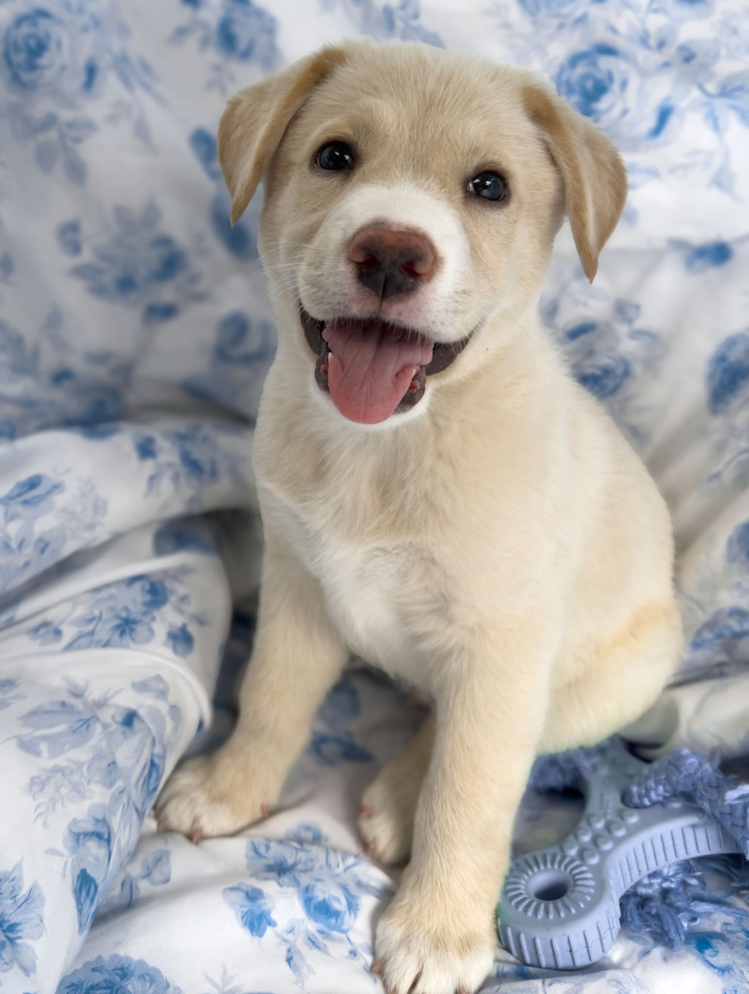 A really sweet puppy.