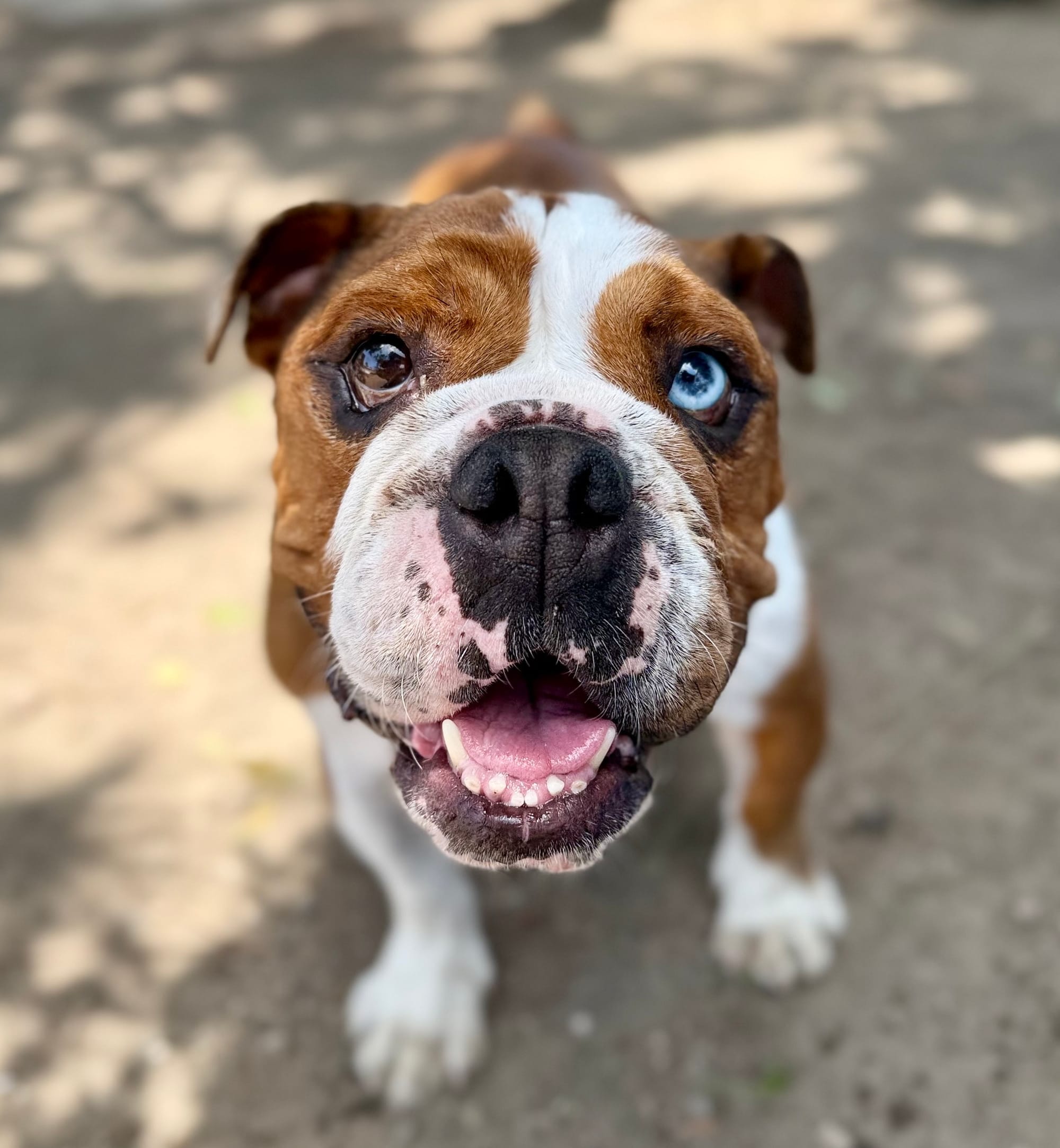 A great brown and white dog.