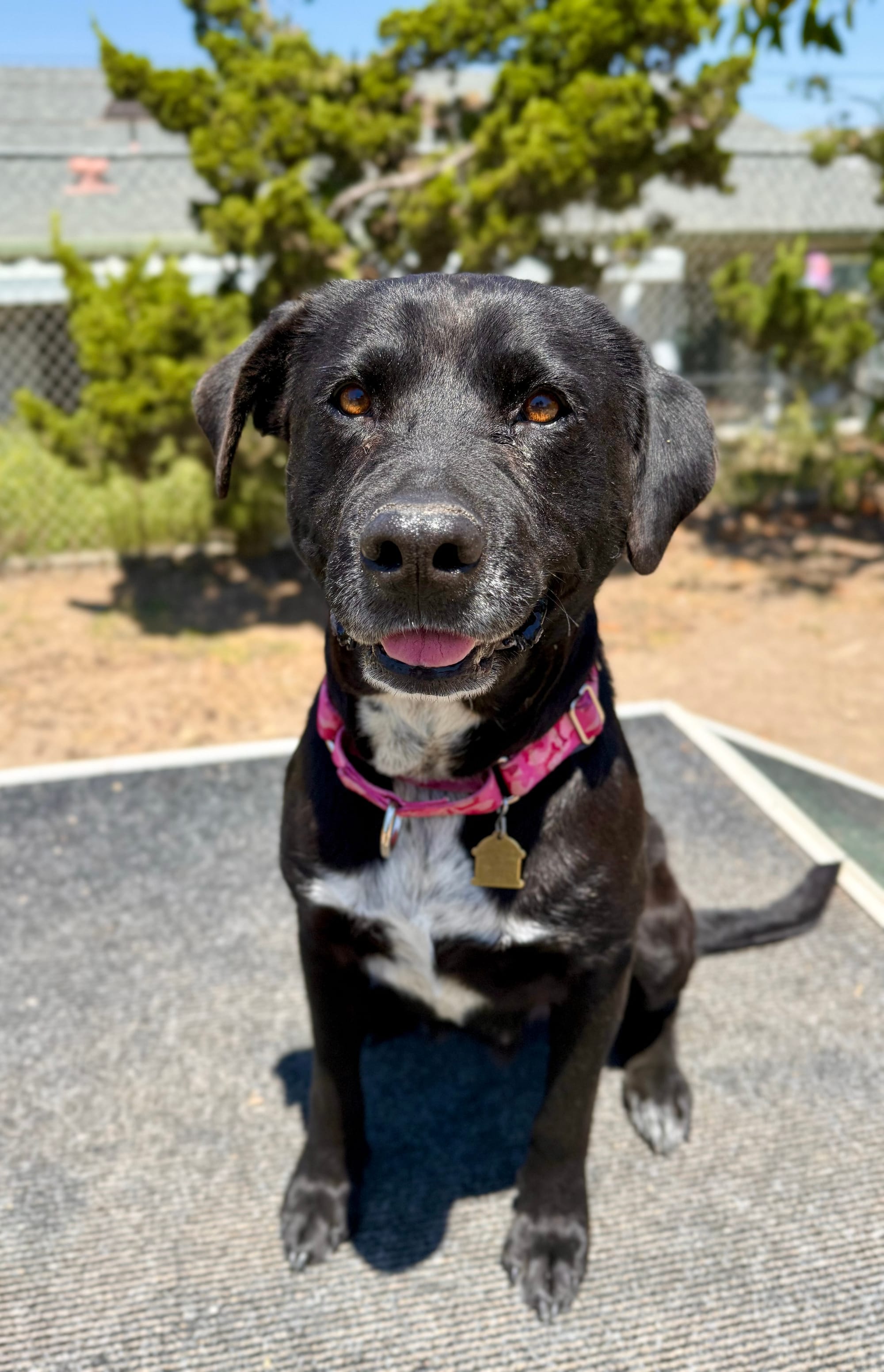 A really sweet black and white dog sitting on a gray mat.