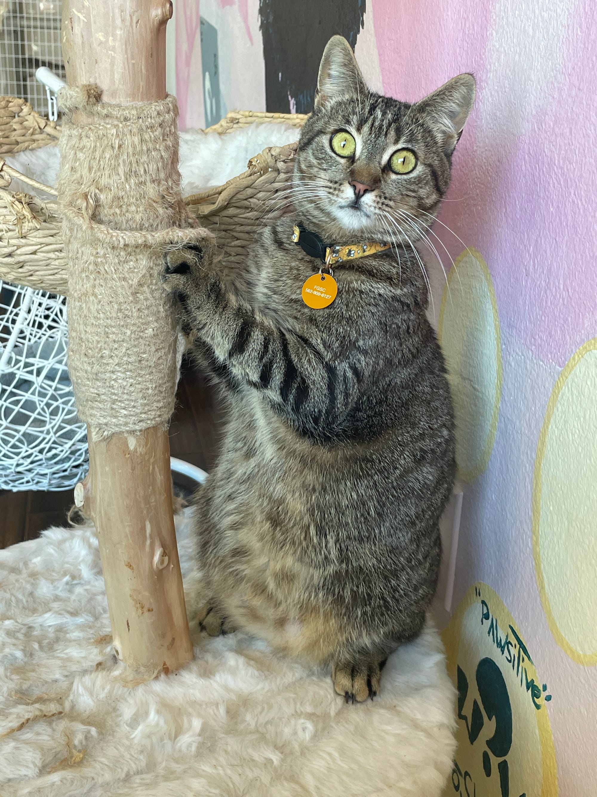 A really sweet gray cat is up on her hind legs scratching a post.