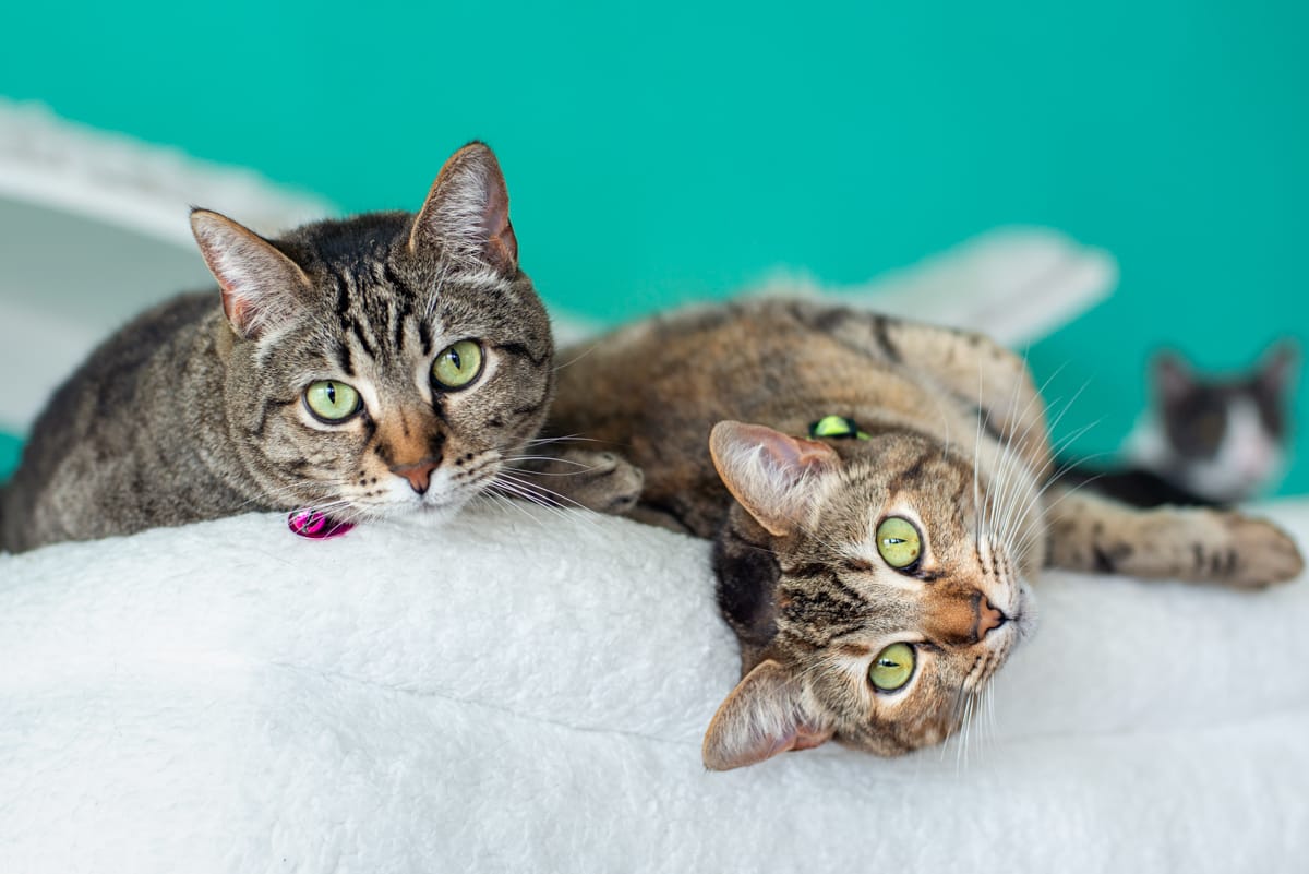 Two sweet cats lie next to each other.