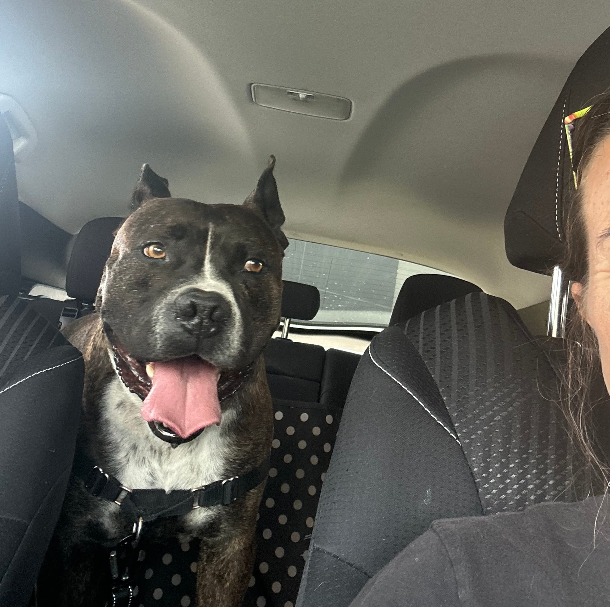 A sweet black and white dog sits in the back seat of a car.