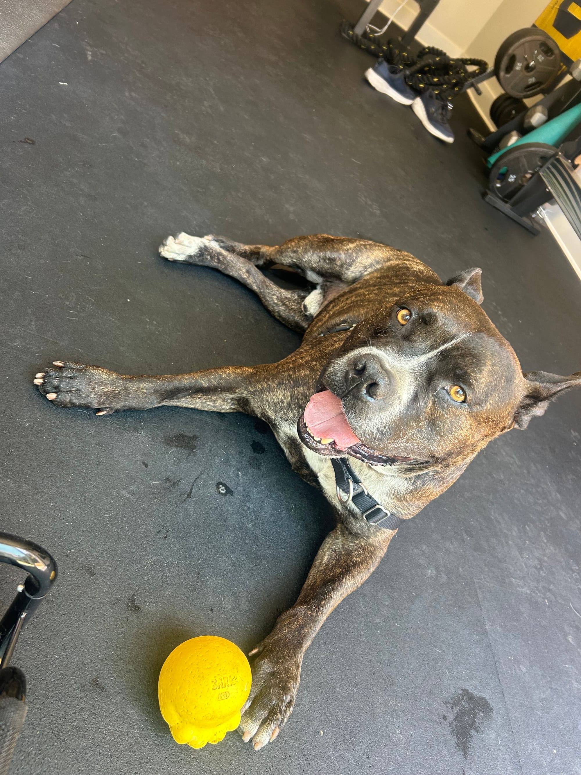 A sweet brown dog lies on the floor next to a yellow chew toy.