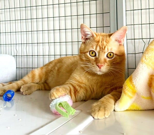 An adorable orange cat.