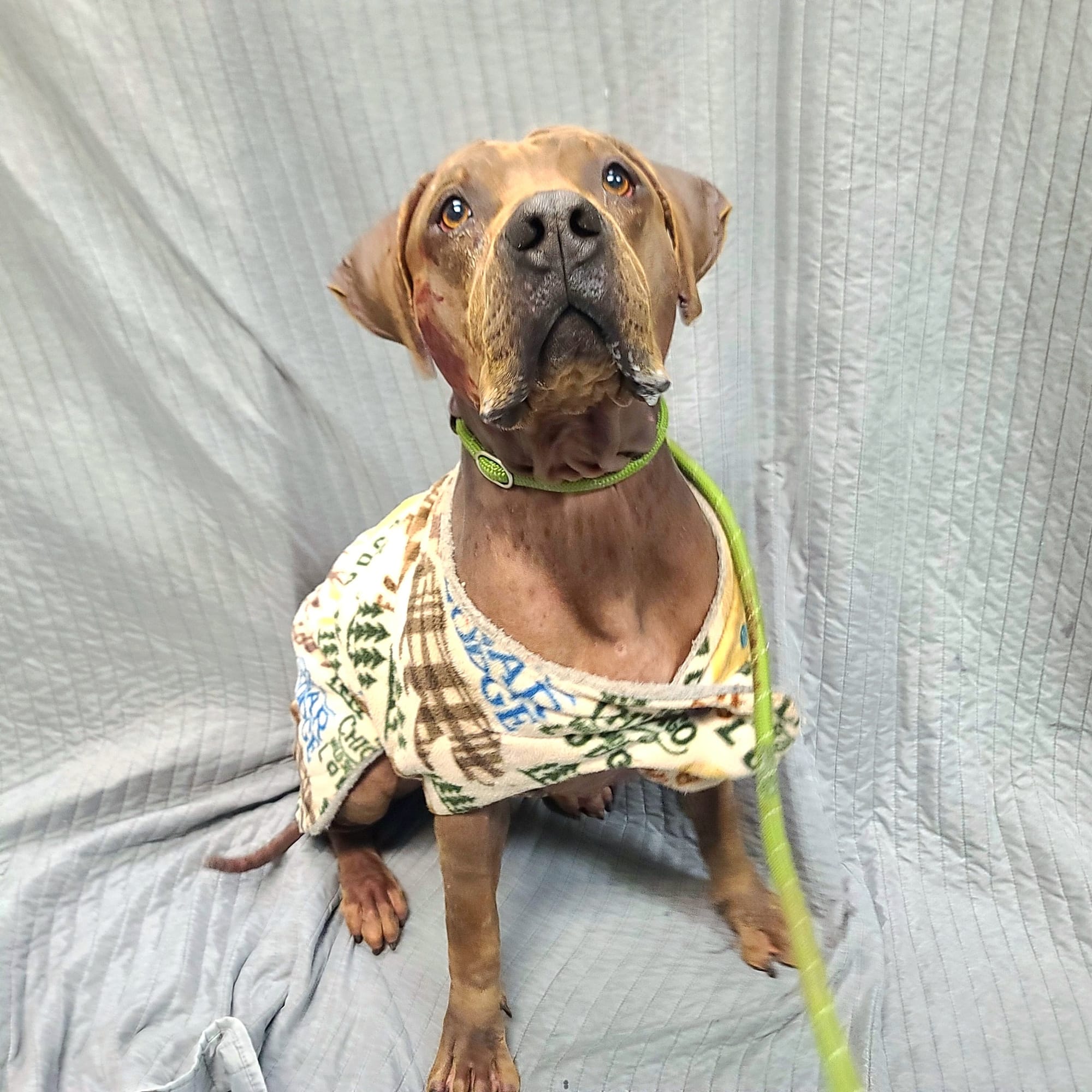 A wonderful brown dog has a colorful blanket wrapped around him.