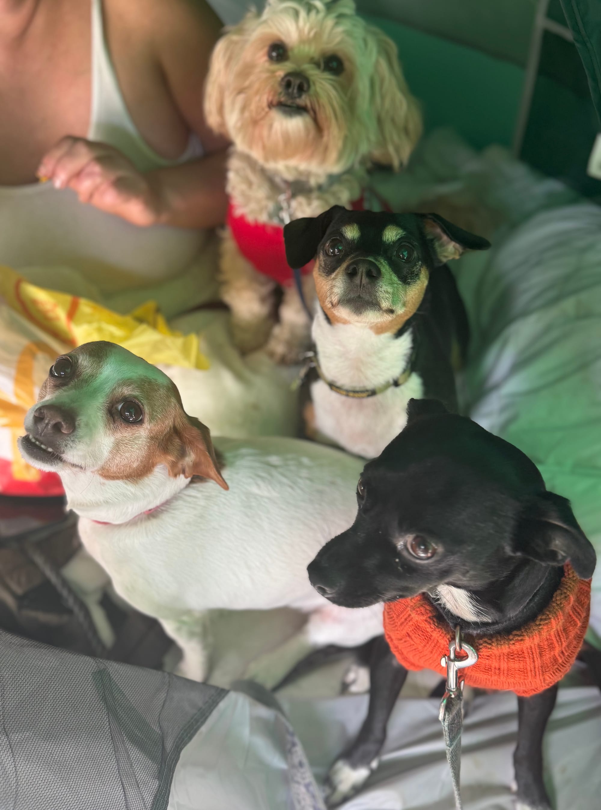 A woman sits next to four small dogs.