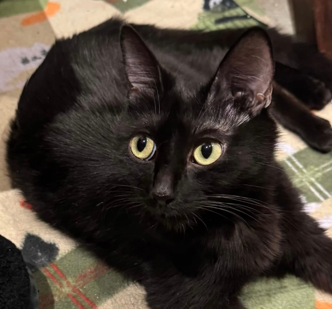 A precious black cat.