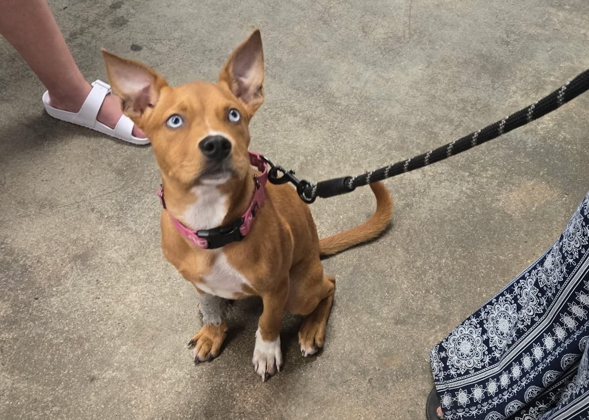 A sweet brown dog sits on the floor and looks up.