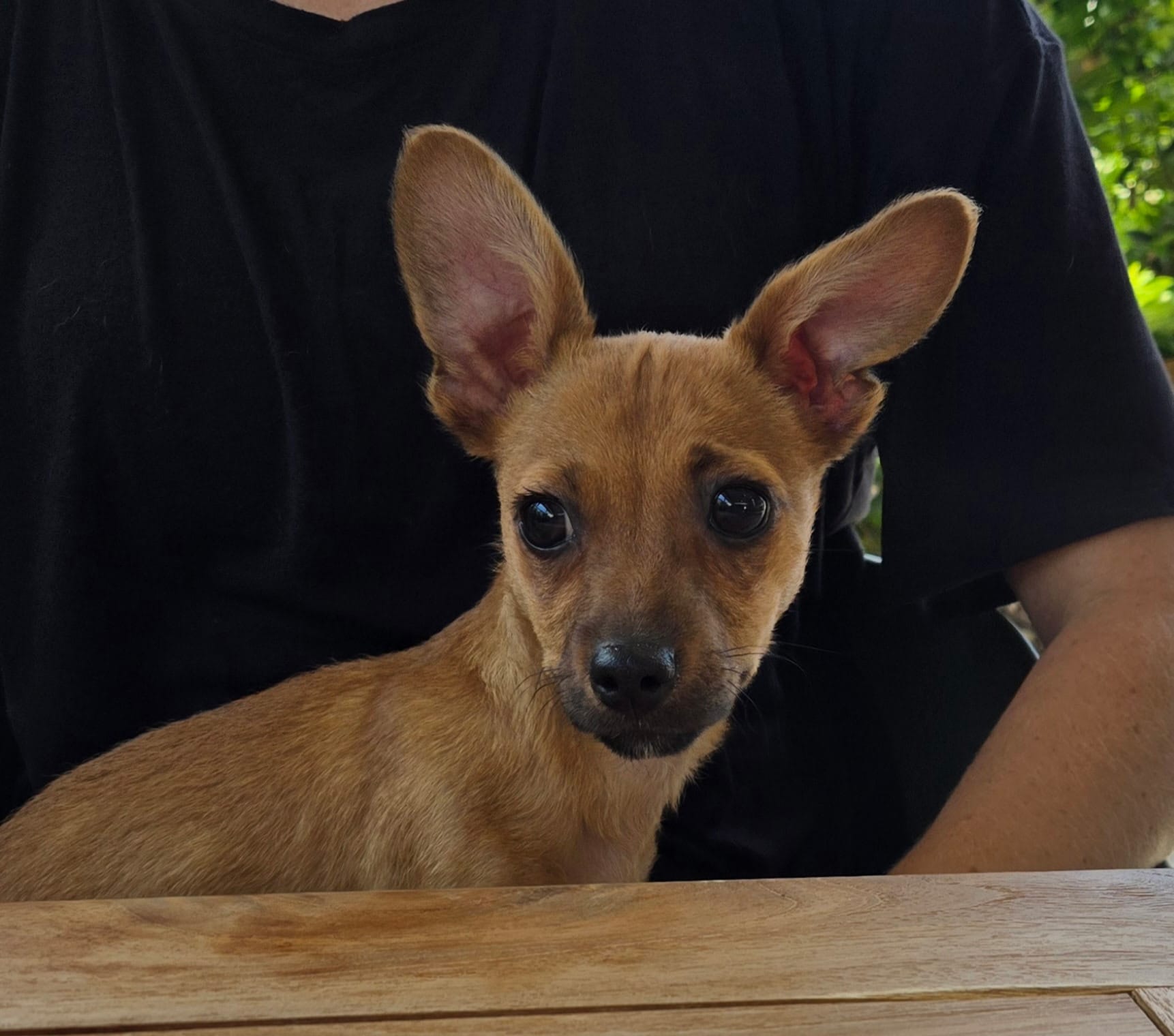 A precious brown dog sits in a person's lap.