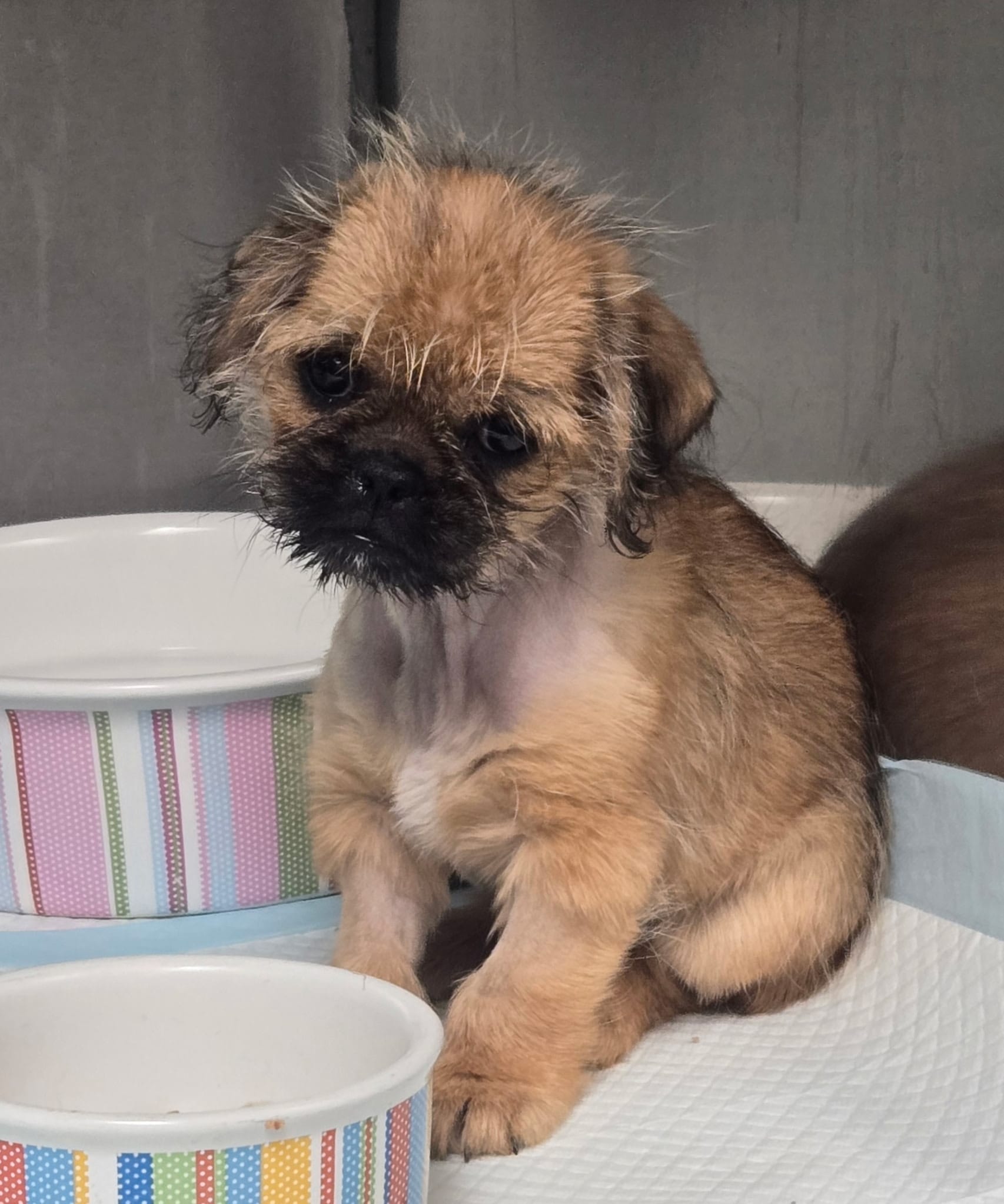 An adorable brown puppy with a wet head.