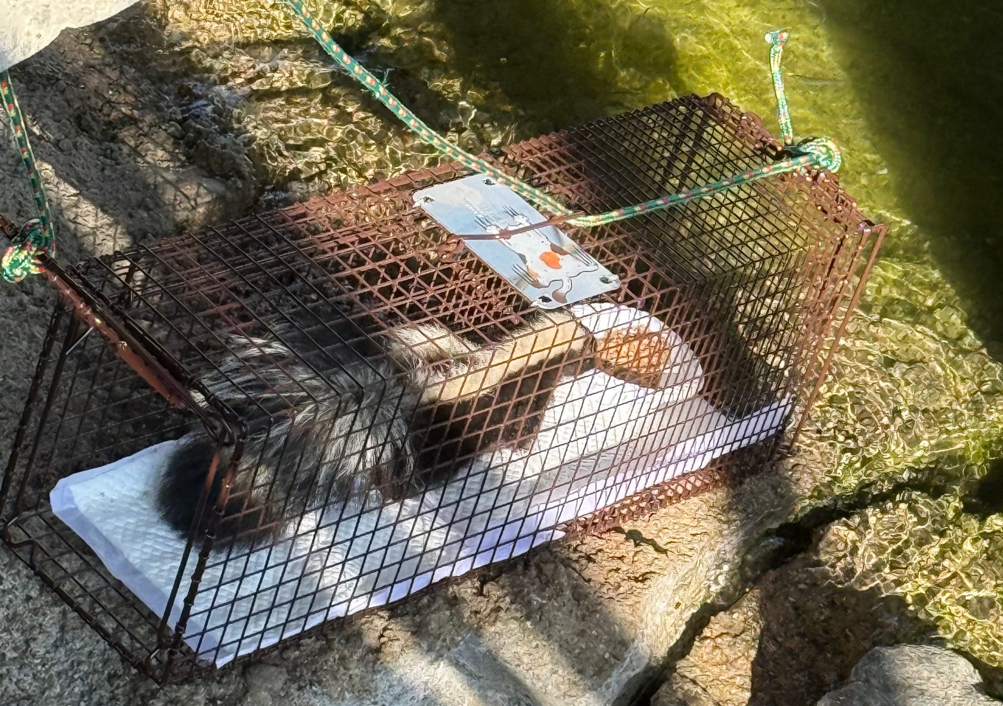 A skunk sits in a cage.