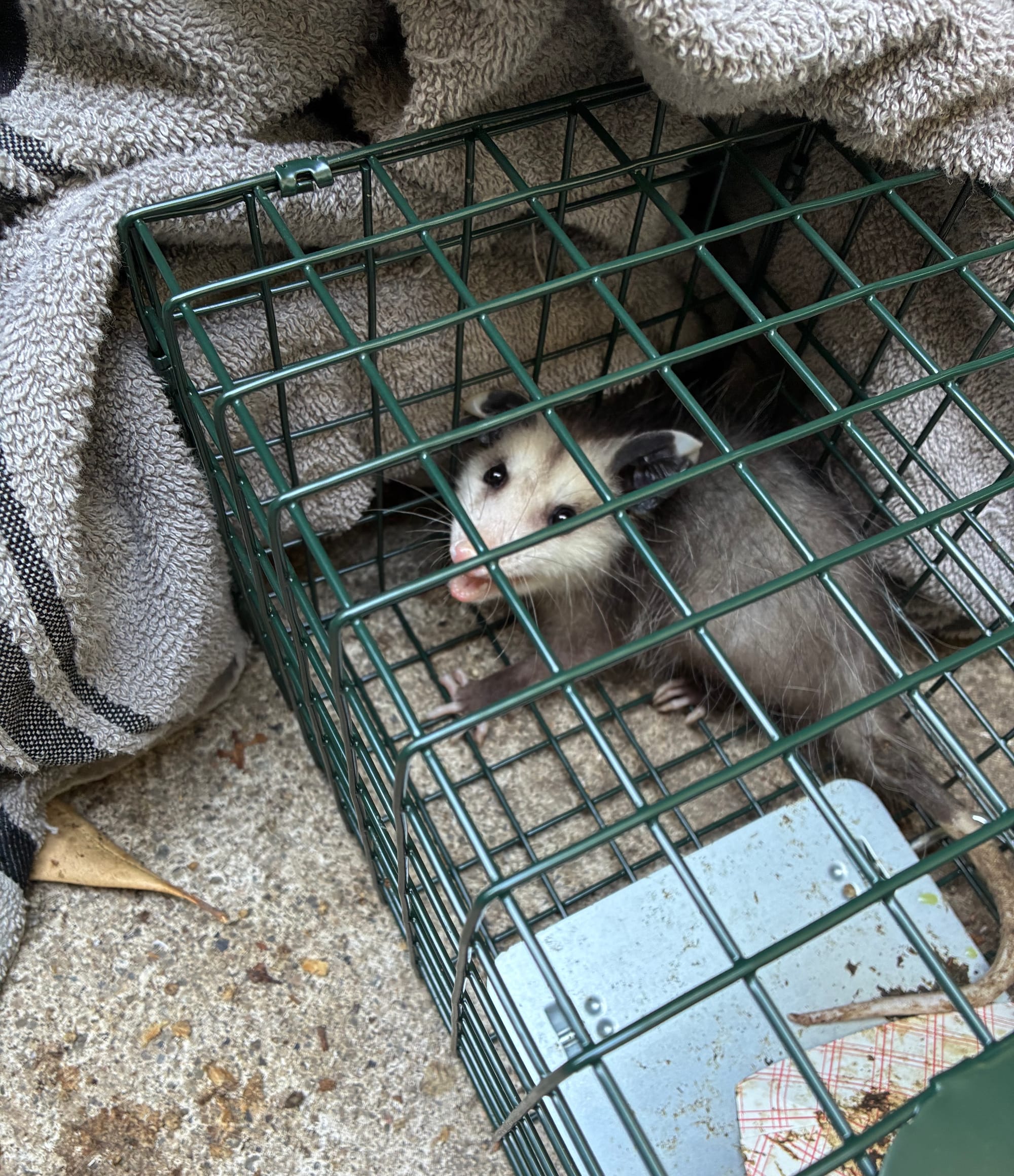 An opossum sits in a cage.