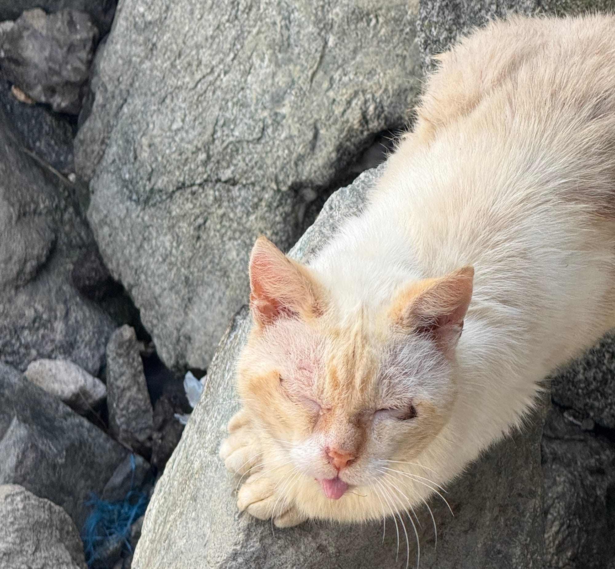 A yellow cat sticks out its tongue.