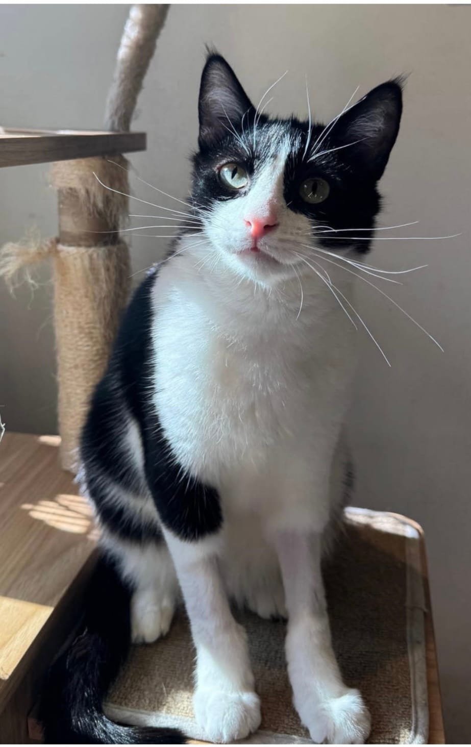 A lovely black and white cat.