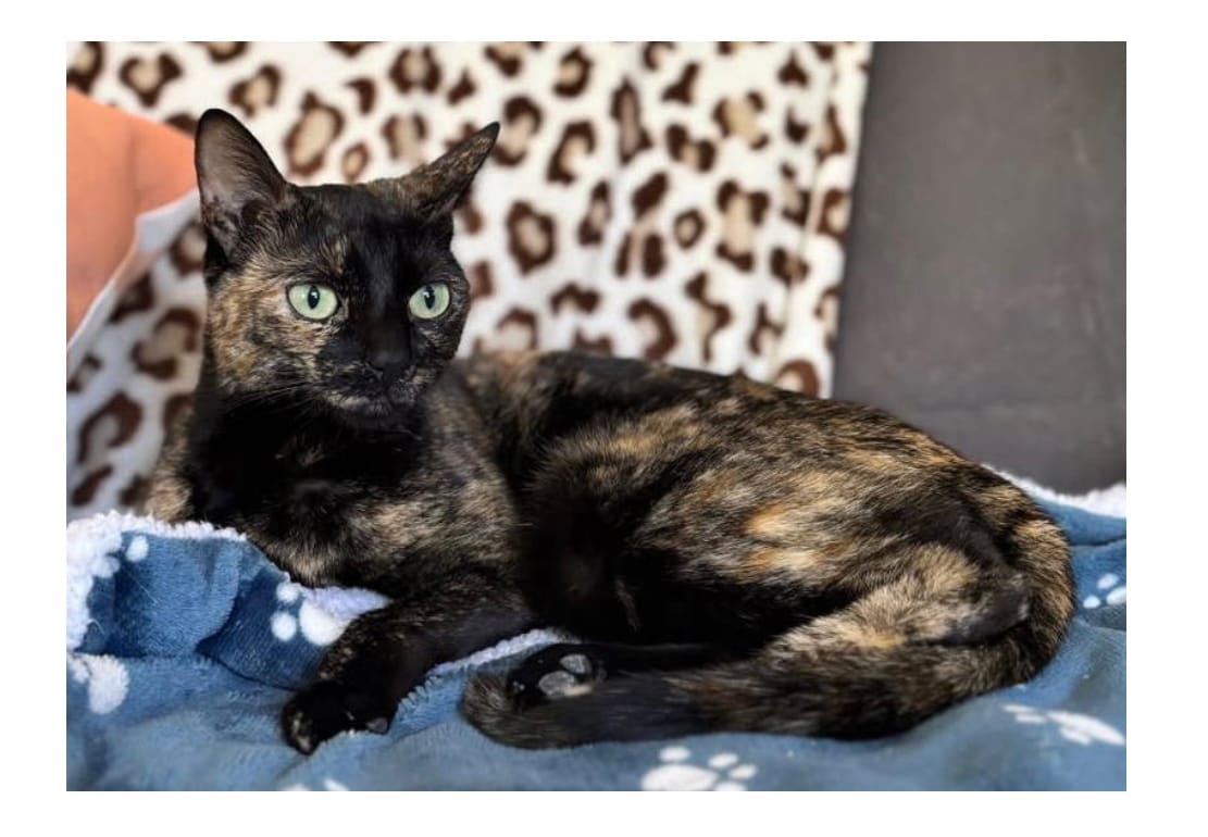 A beautiful black and brown cat.