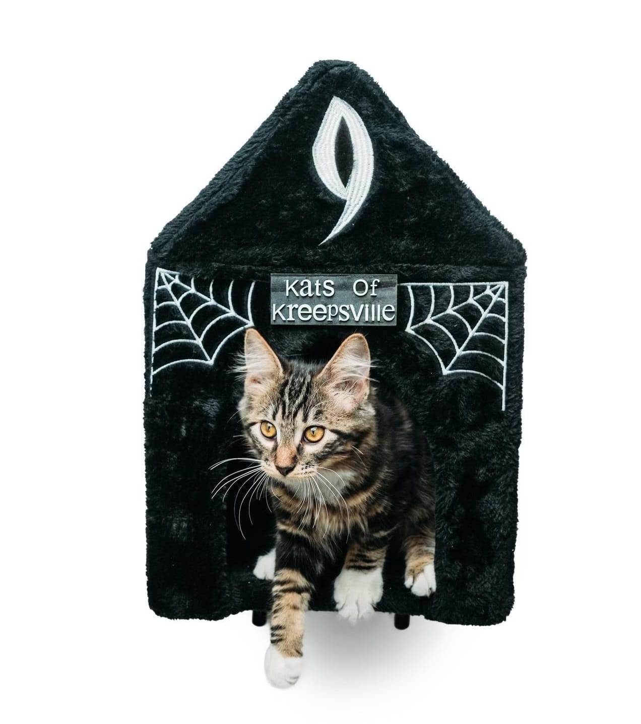 A kitten perched under a sign saying, "Kats of Kreepsville."