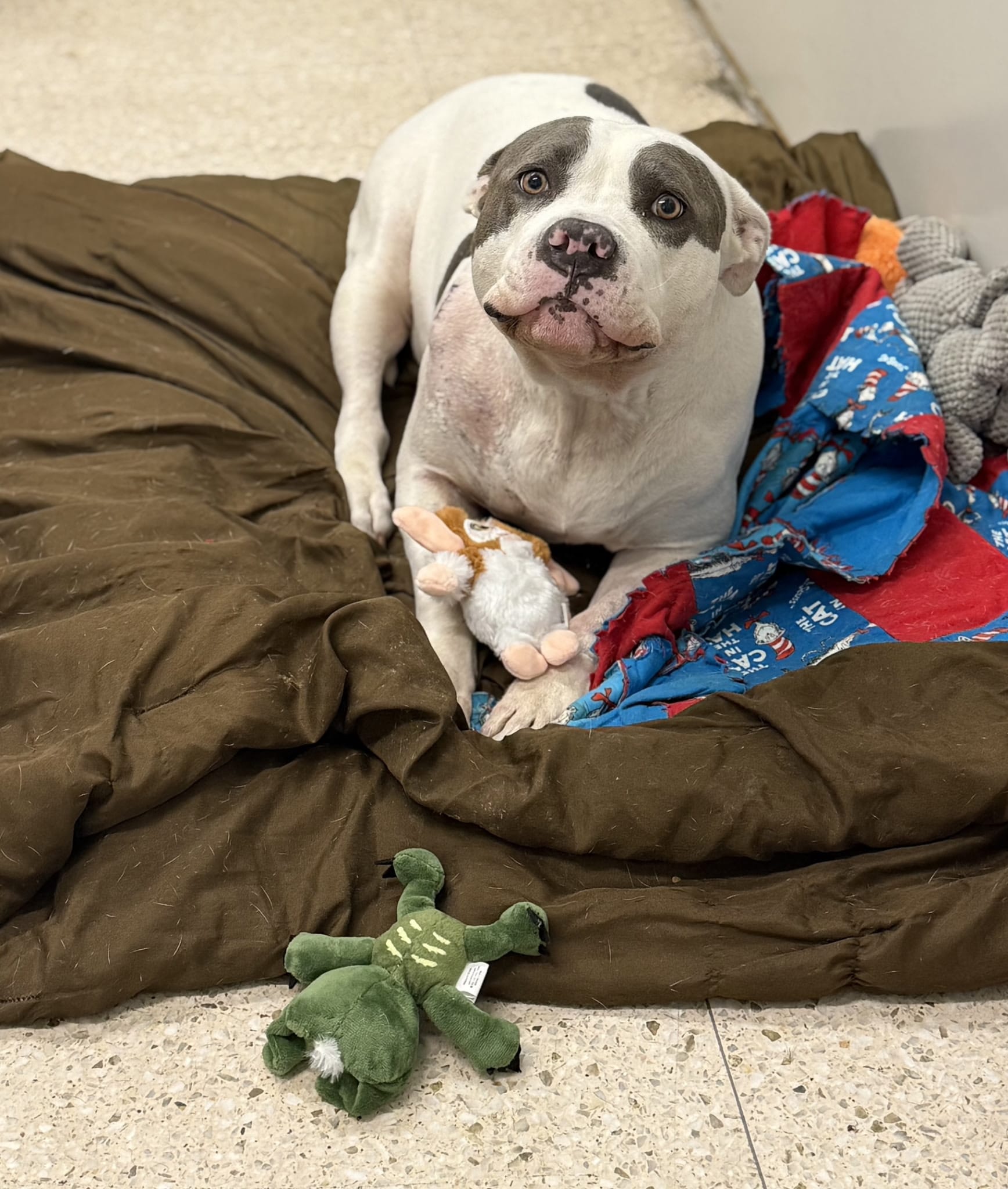 A sweet white dog cradling a small toy in its paws.