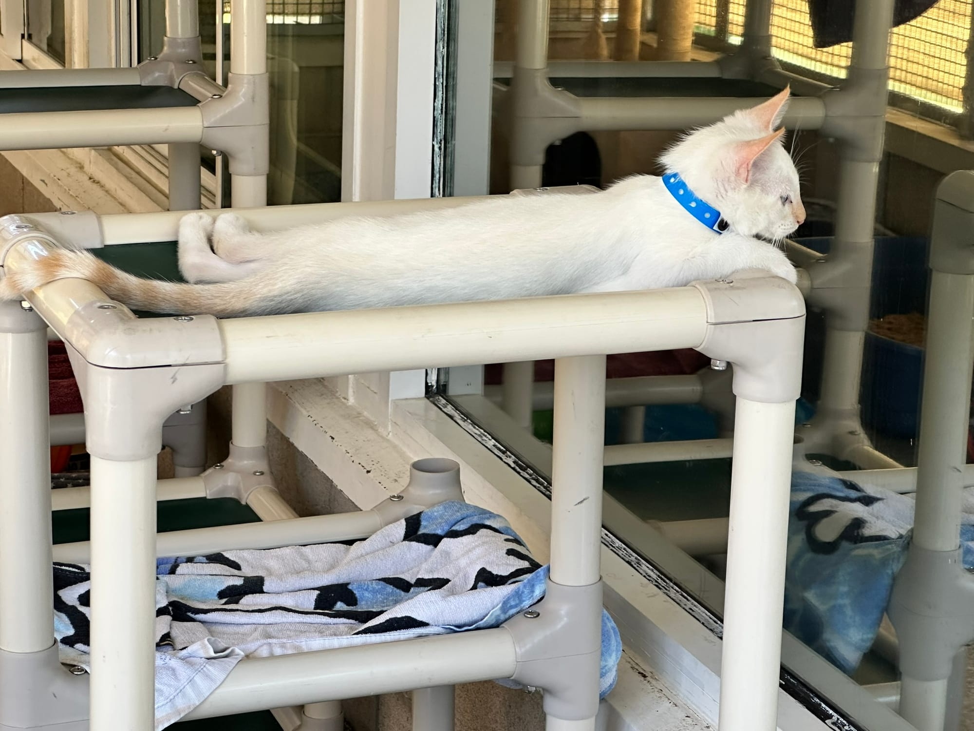 A white cat with a blue tower laying down while looking out a window.