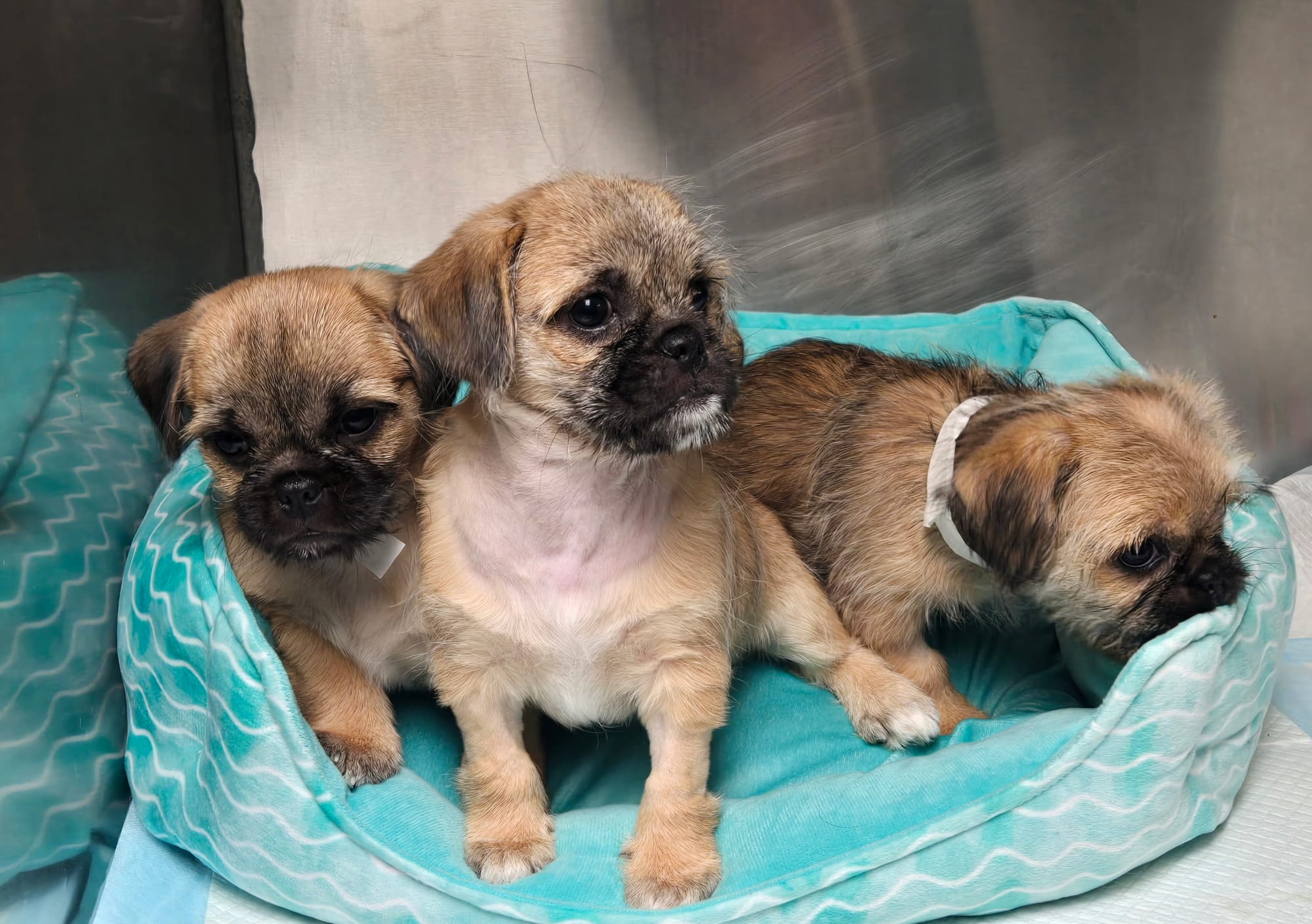 Three adorable brown puppies.