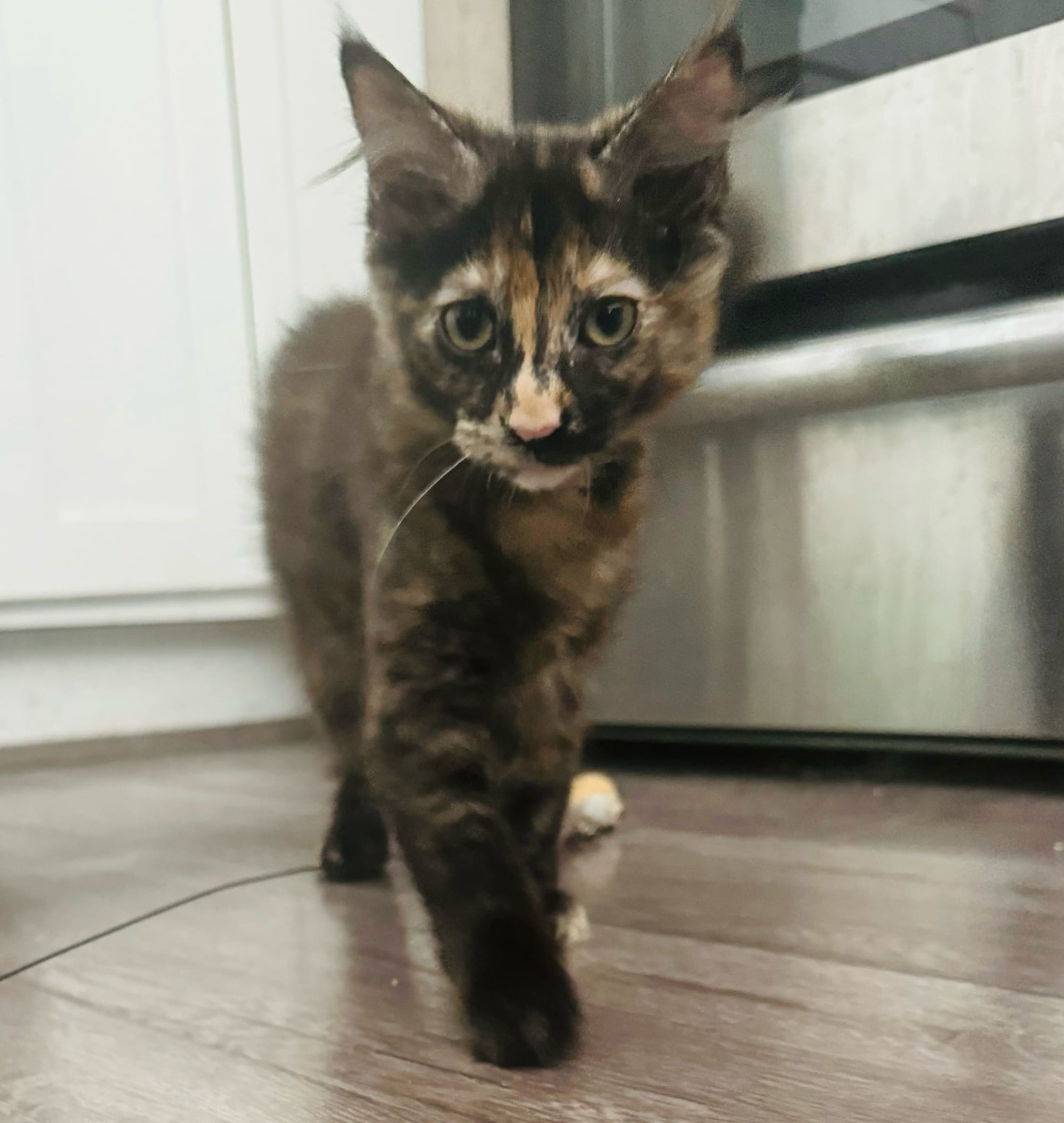 An adorable black and brown cat.