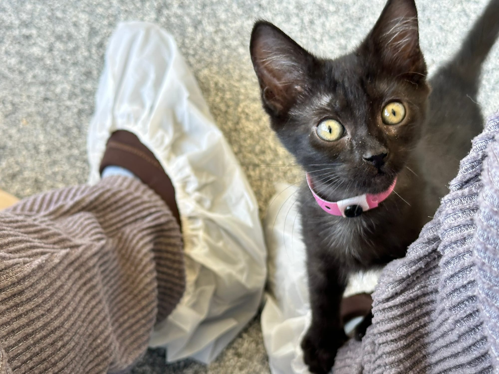 A black kitten wearing a pink collar.