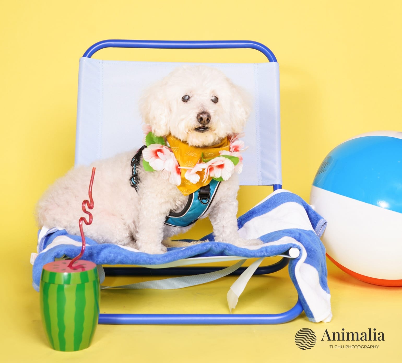 An adorable little white dog sits on a beach chair.