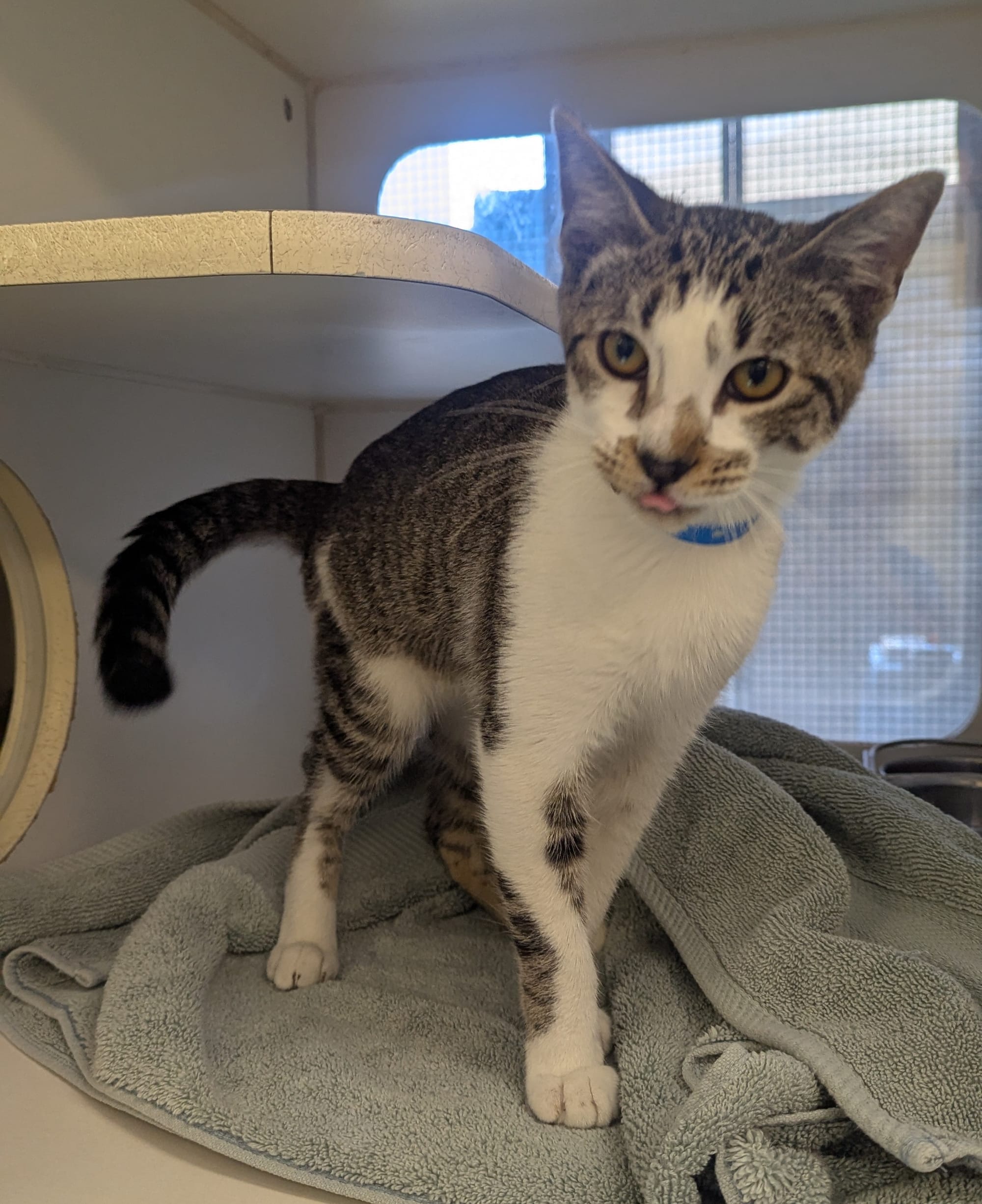 A gorgeous gray and white cat.
