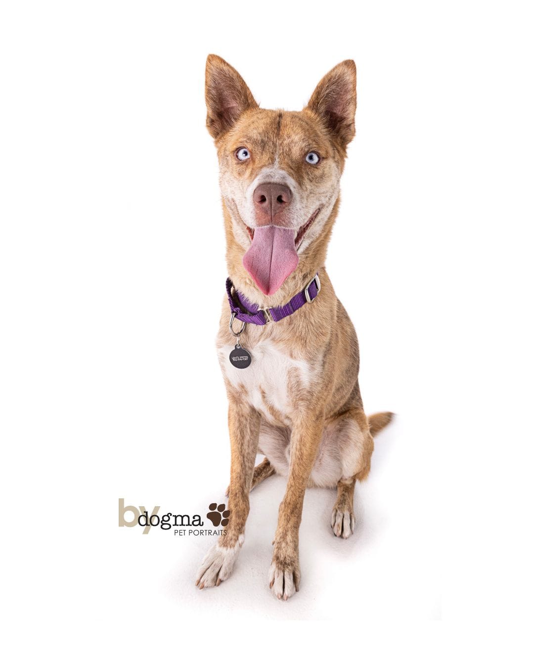 A really good beige and white dog.