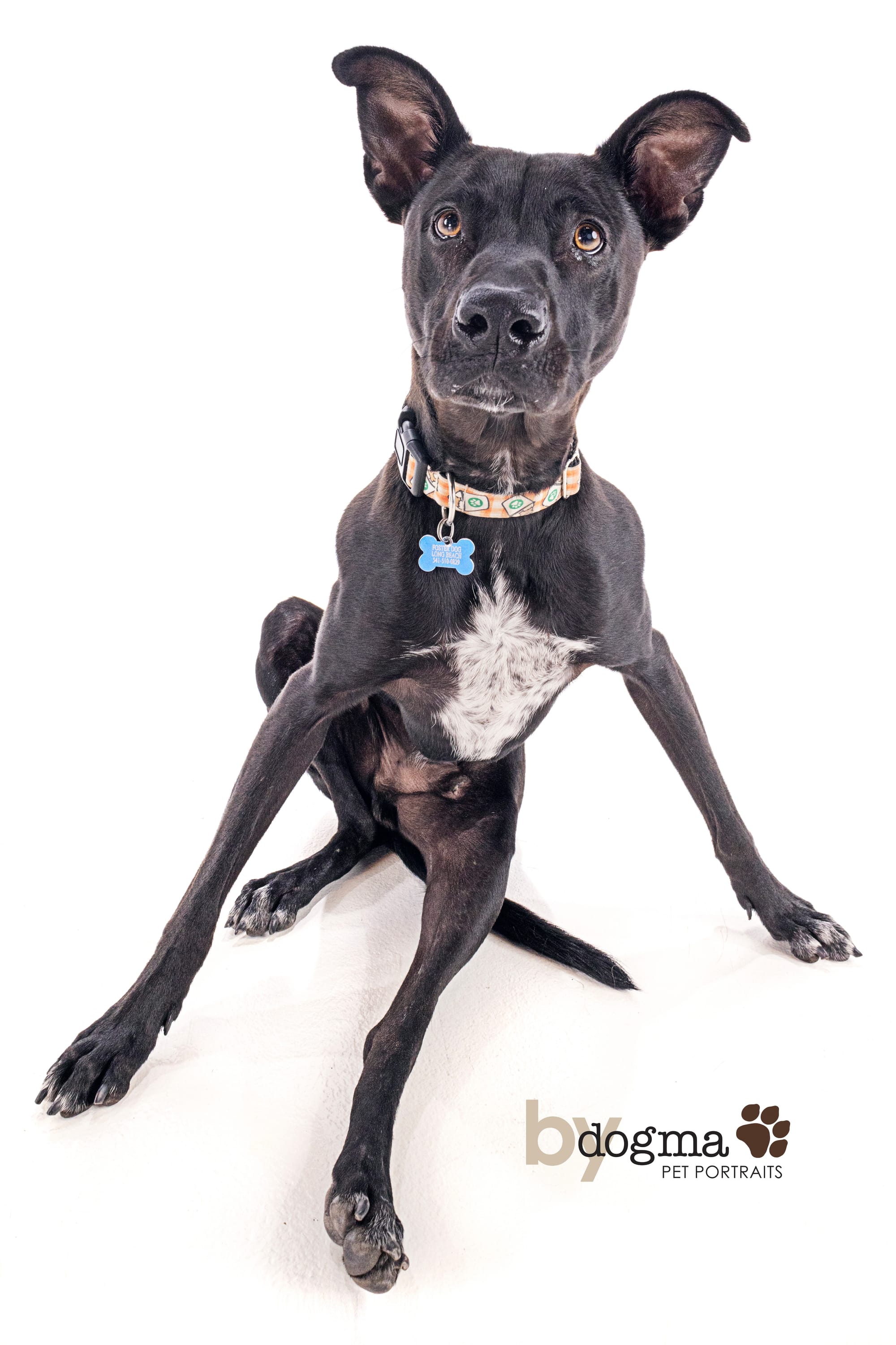 A beautiful black and white dog.