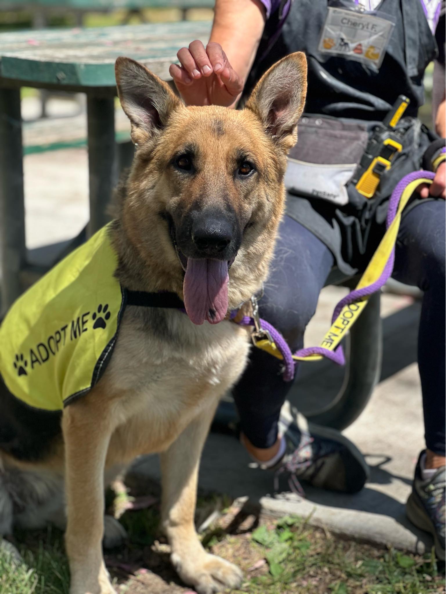 A beautiful dog wearing a yellow vest that says "adopt me."