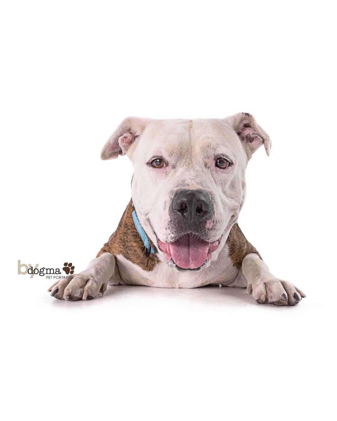 A sweet white and brown dog.