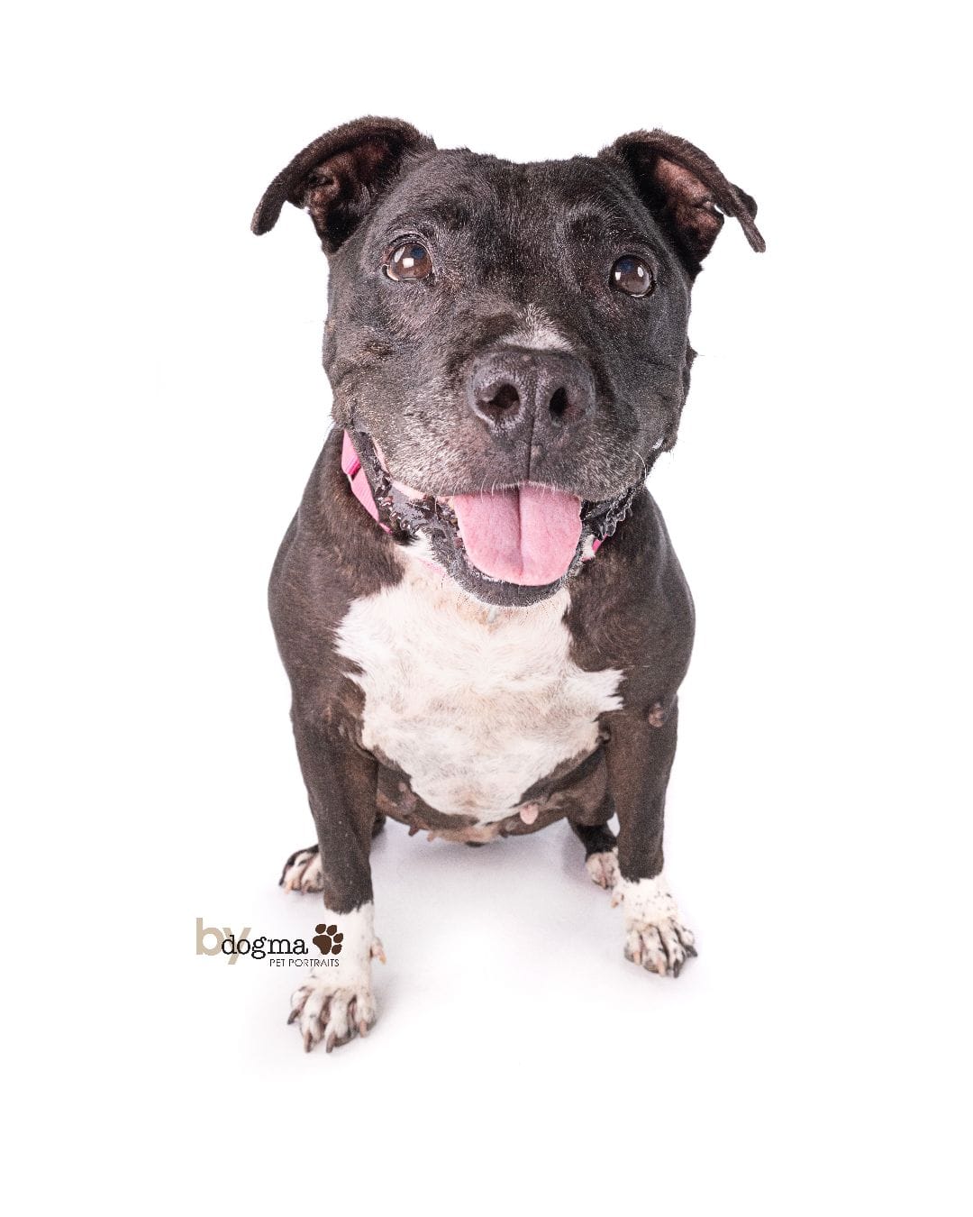 A happy brown and white dog.