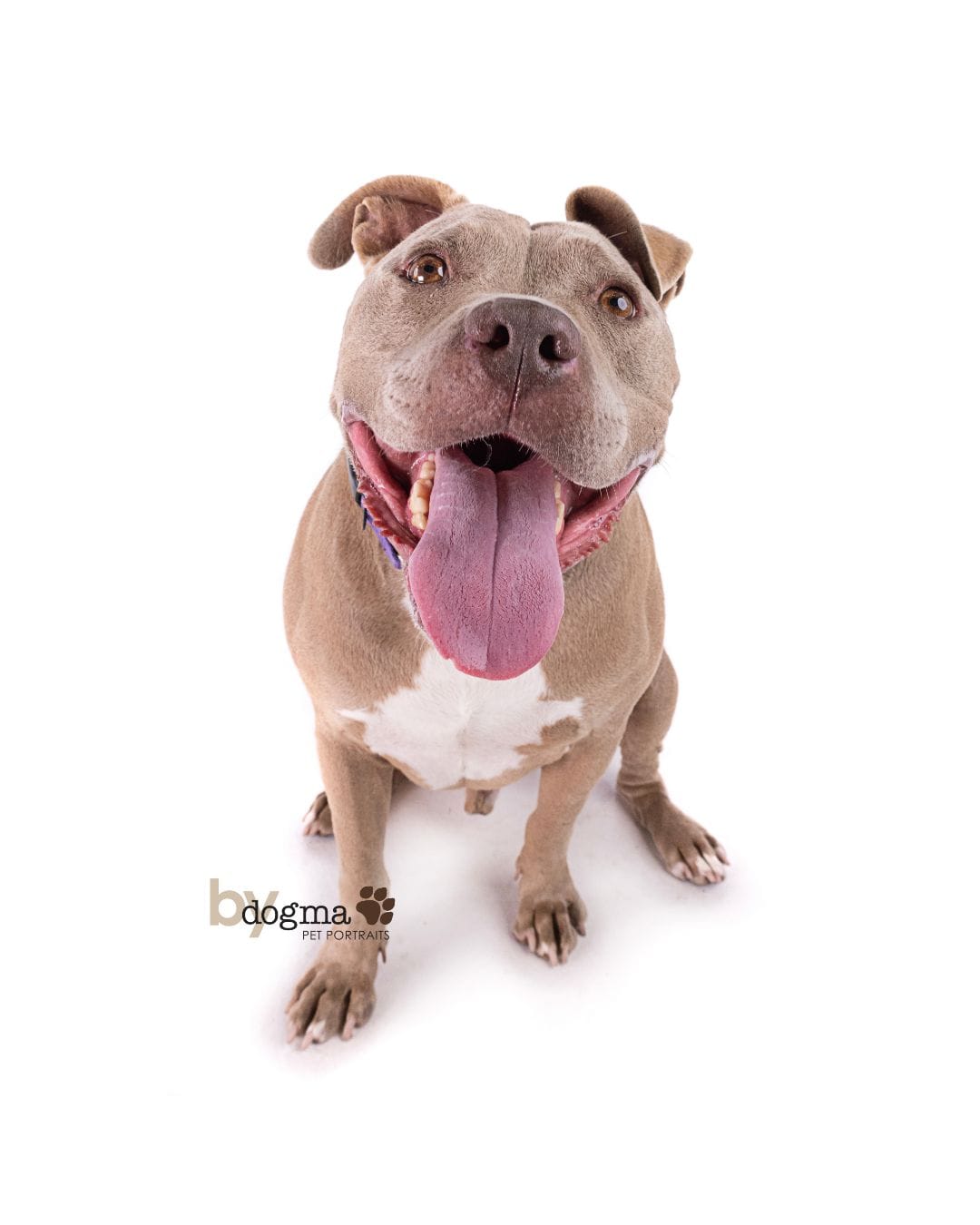 A really good brown and white dog.