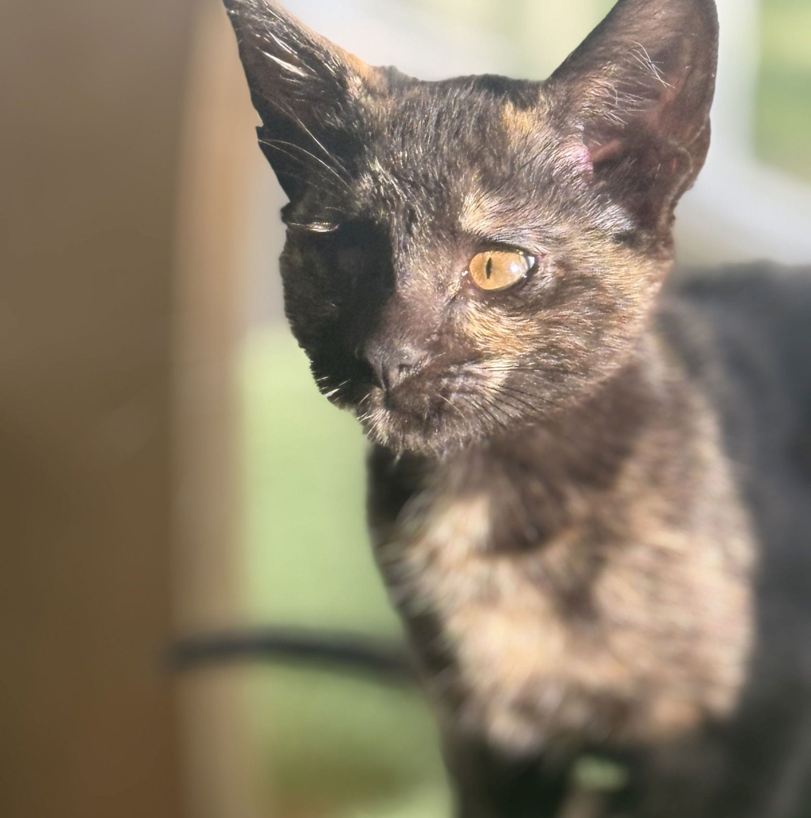 A beautiful black and brown tortie cat. 