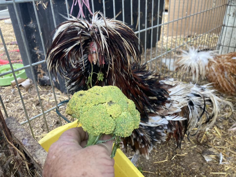 A hand holds a piece of broccoli next to a rooster.