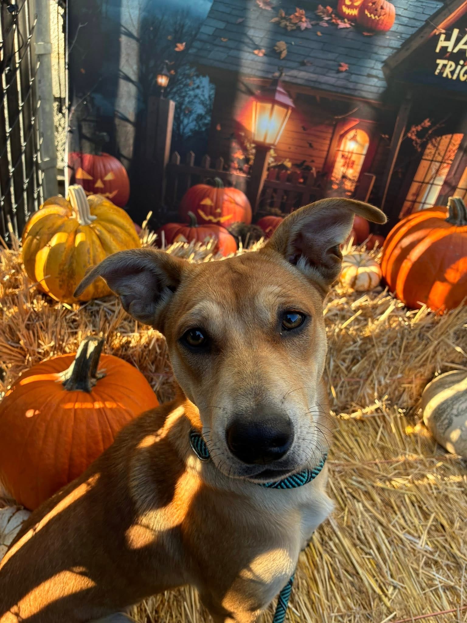 A cute dog stands on hay near some pumpkins.