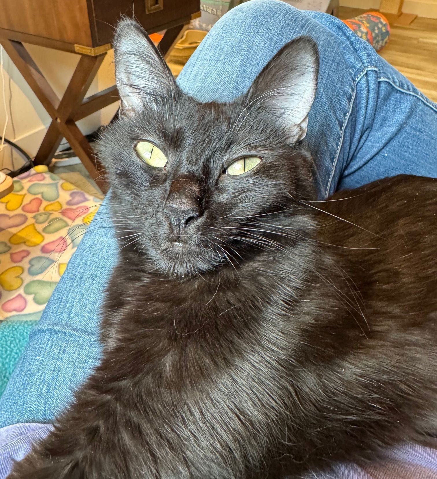 A sweet black cat rests in someone's lap.