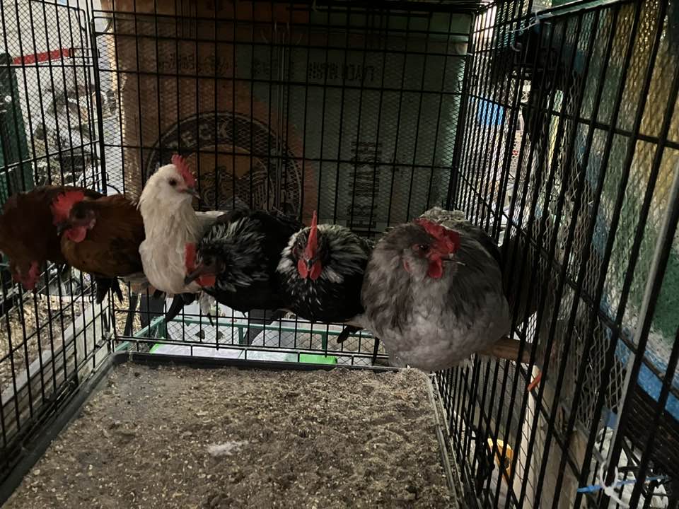 A half dozen roosters sit in a cage.