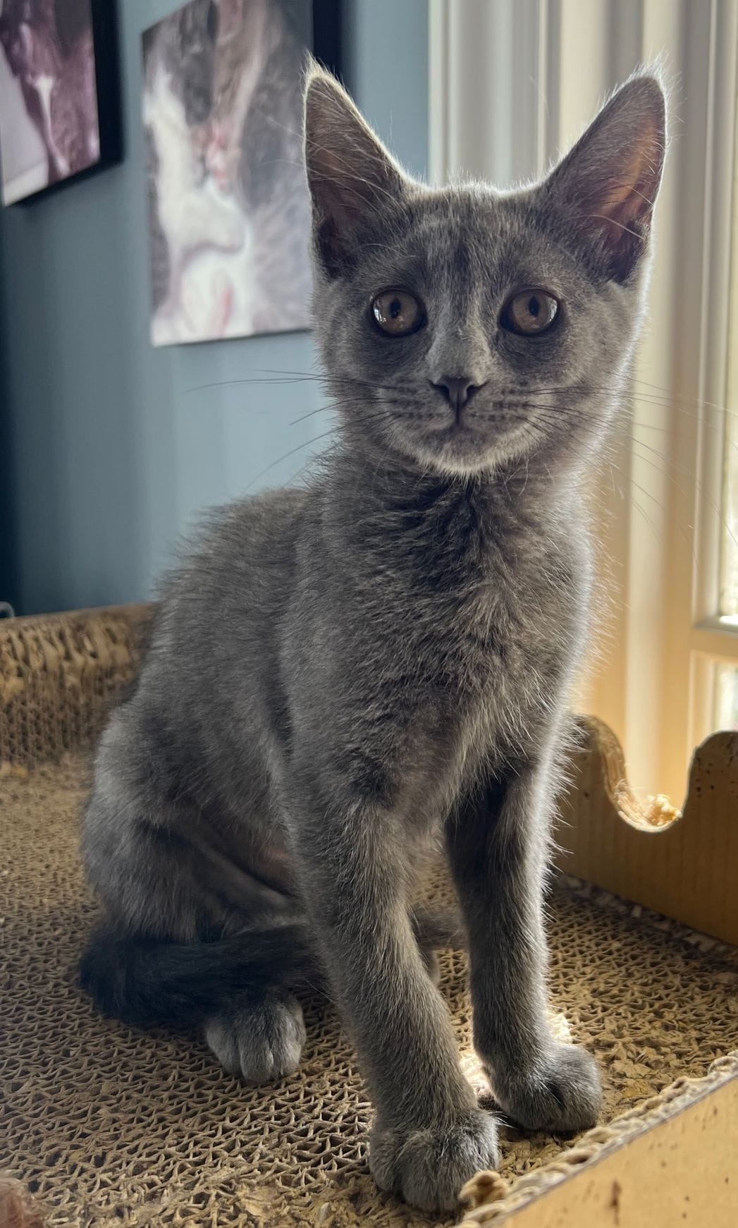 A lovely gray cat sits.