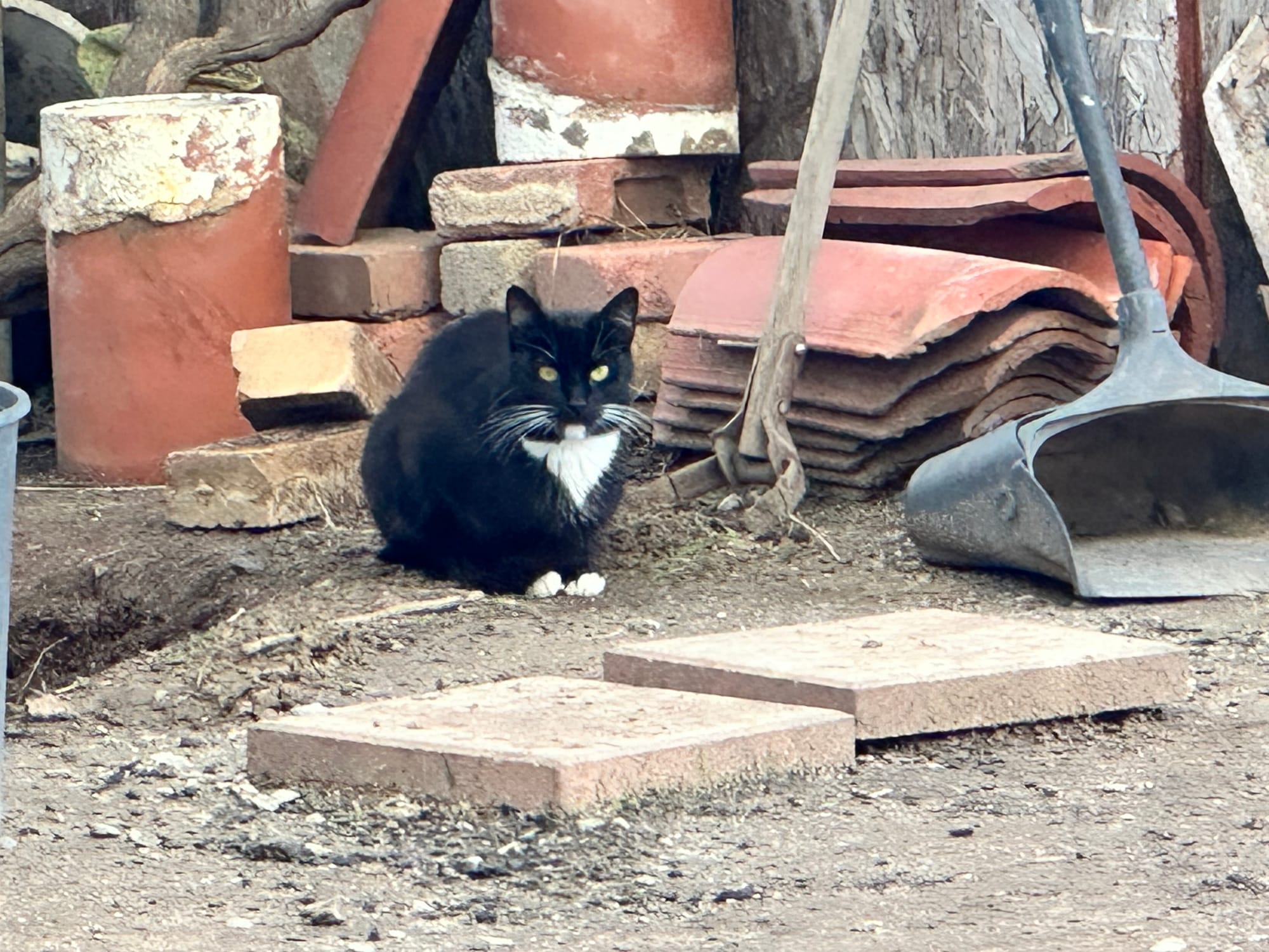 A tuxedo cat sits near pavers outside.