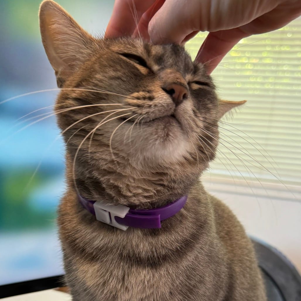 A sweet cat getting her head scratched.