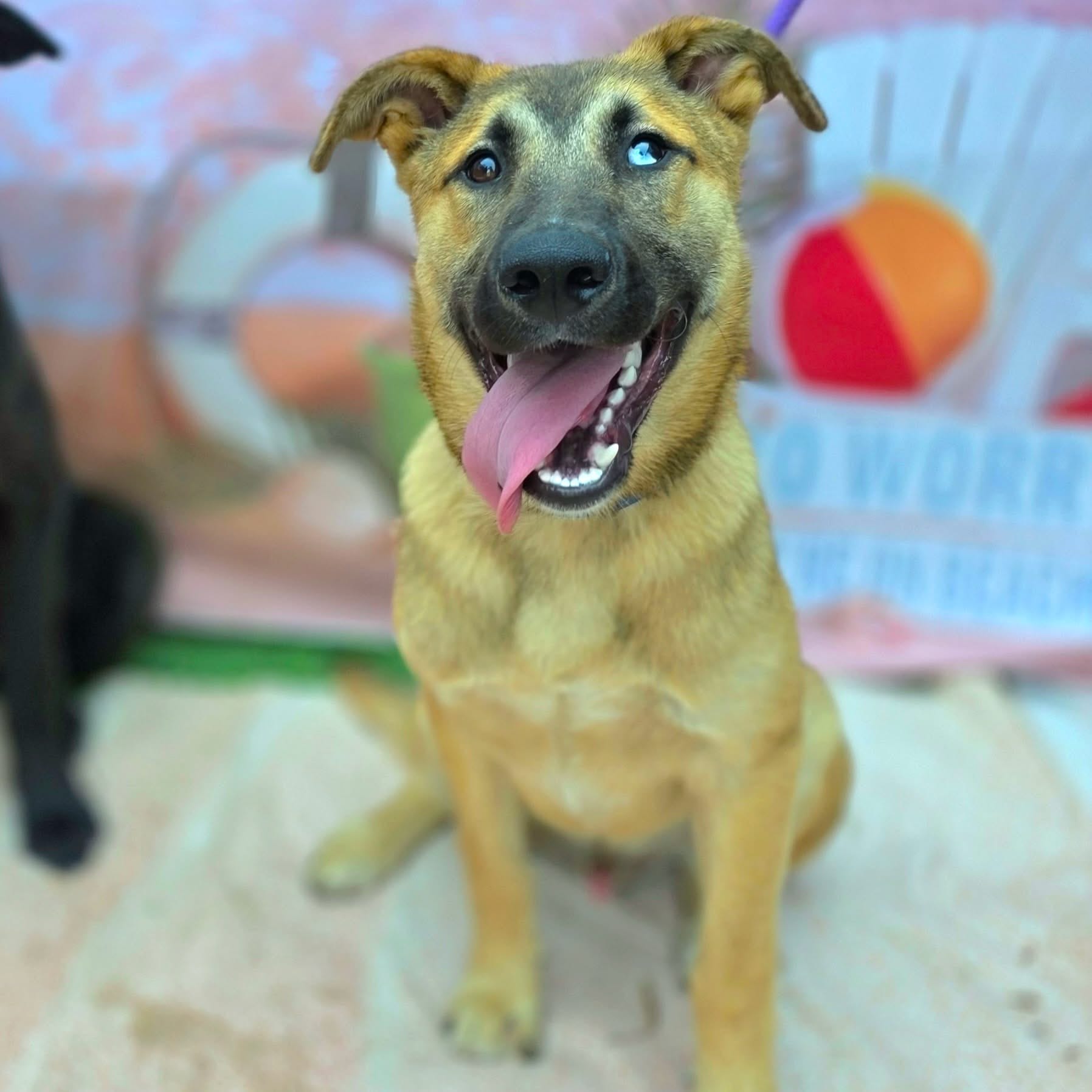 A brown dog with its tongue hanging out.