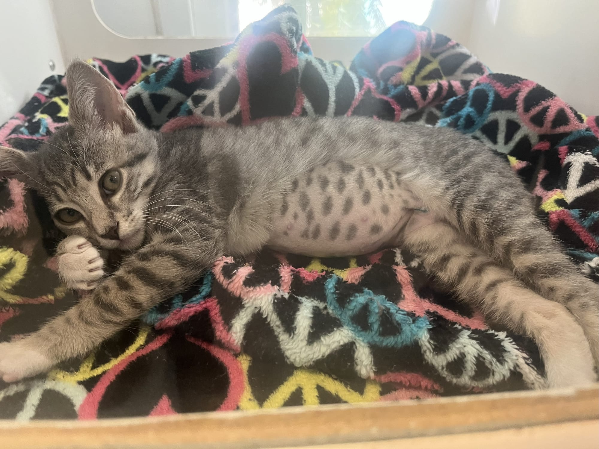A sweet grey cat with black spots and stripes lays down on a pillow.