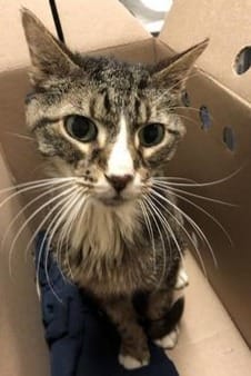 A wonderful little grey cat.